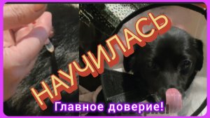 Как сделать укол собаке. Я научилась и вы сможете! 💪