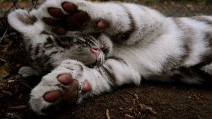котик 1чяс