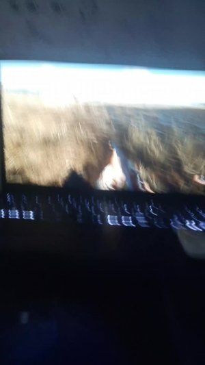 охотимся в булт