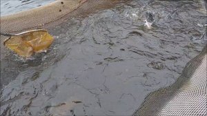 Зарыбление осетром нижнего водоёма 150 кг. Клёвое место, Лосиный остров