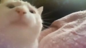 я богдан, я богом дан 1 час
