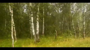 Дождливый лес