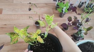 Композиции из колеуса и ипомеи.