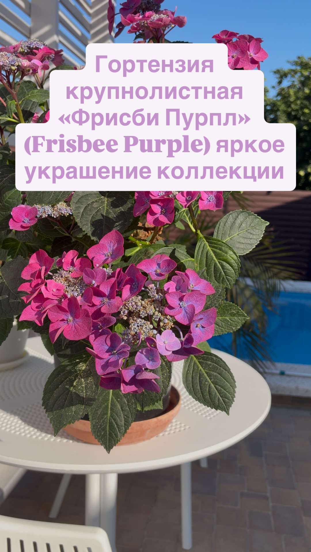 Гортензия крупнолистная «Фрисби Пурпл» (Frisbee Purple) яркое украшения коллекции