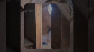 1000063385.mp4 (Собака смотрит на пвх короба для устройства вытяжной вентиляции в доме А-фрейм)