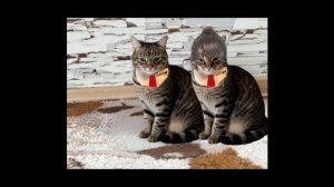 Если бы котики ходили в школу-2:Свадьба Геннадия Максимовича и Ефросиньи Ивановны