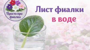 Укоренения листа фиалки в воде. Как укоренить лист фиалки в воде. Способ 1