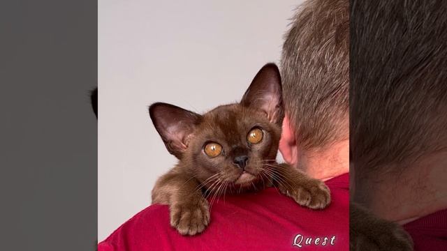 Соболиный бурманский котёнок Quest Freya Way*RU