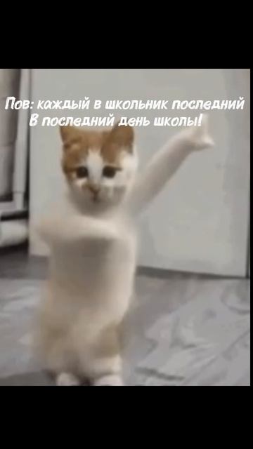Мемы!