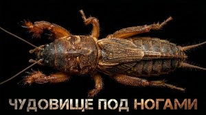 Медведка — подземный монстр, который умеет летать и плавать
