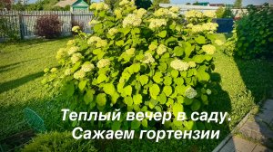 Посадка гортензий. Гуляю в саду- это лучший релакс в конце дня!