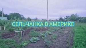 Сельчанка в Америке САПАЮ НОЧЬЮ ОГОРОД