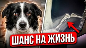 С такой травмой она была обречена, не выжить, не убежать!