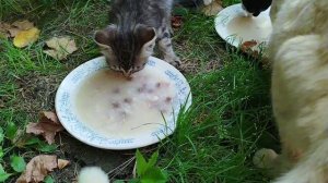 Хвостики😺😻😺