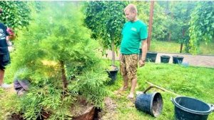 Олегу Зубкову подарили уникальное дерево, которое вырастил крымчанин увидев ролик в интернете!!!