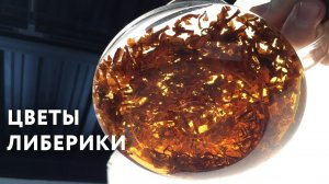 Обзор цветов либерики