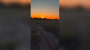 Поле Закат Блёстки Хит Сети