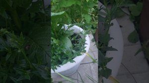 Однолетник которые не боятся дождей