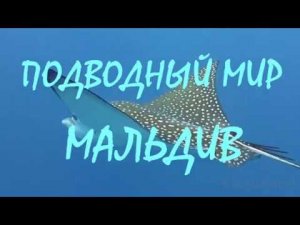 Подводный мир Мальдивских островов