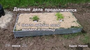 Высадка малины. Начались огрурцы. Теплица.