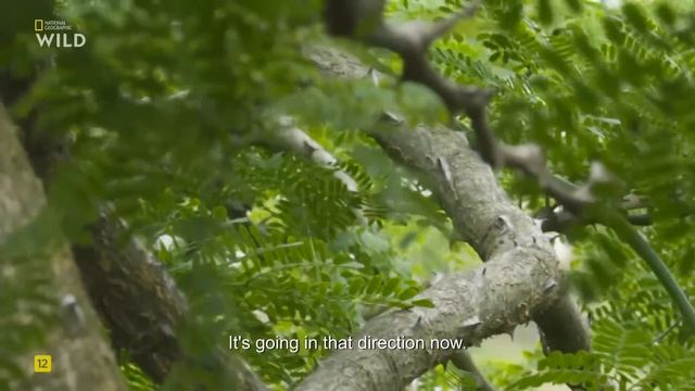 В городе змеи. Лучшее. Ядовитая схватка в городе: Сила трех. National Geographic Wild HD онлайн смотреть онлайн