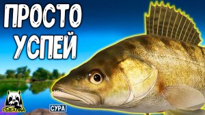 Русская рыбалка 4: Фарм на реке СУРА, берши сами просятся на крючки #рр4