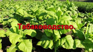 Обзор плантации Табака по сортам.