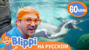 Песенка Про Пингвинов _ Изучай этот мир вместе с Блиппи Blippi Russian