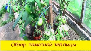 Обзор томатной теплицы