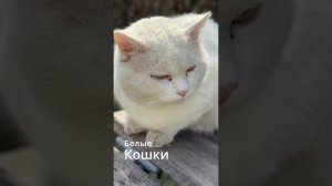 Белая кошка дома: плюсы, минусы и неожиданные факты