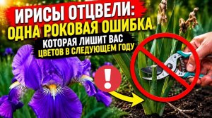 Ирисы не цветут? Главная причина  - то, что вы неправильно делаете в июне!