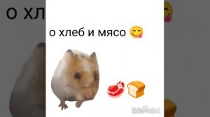 Хомяк Куки стал хомяком