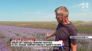Сорт лаванды, который может стать лидером по урожайности, выводят в Крыму