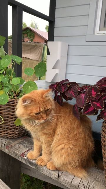 Наши котики Лисик и Масик!