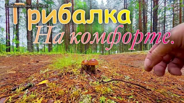 День третий. Поехал на рыбалку , а нацарапали грибов. #рыбалка #грибалка (1)
