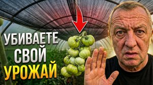 Сетка остановила налив томатов! Снимите ее прямо сейчас