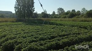 Доброе утро.Каждодневные заботы.Косим траву на сено козам.