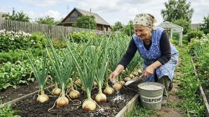 Опытный луковод рассказала чем подкормить в июле чтобы головки были с 2 кулака и хорошо хранились!