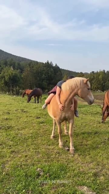 This Giant Puppy Has 1,000 Pounds of Love🐴🤍#horses #horselove #funny #animals (1)