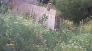 Сова