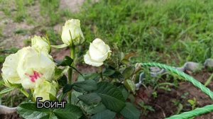 Цветение роз 05.07.26
Владимирская область