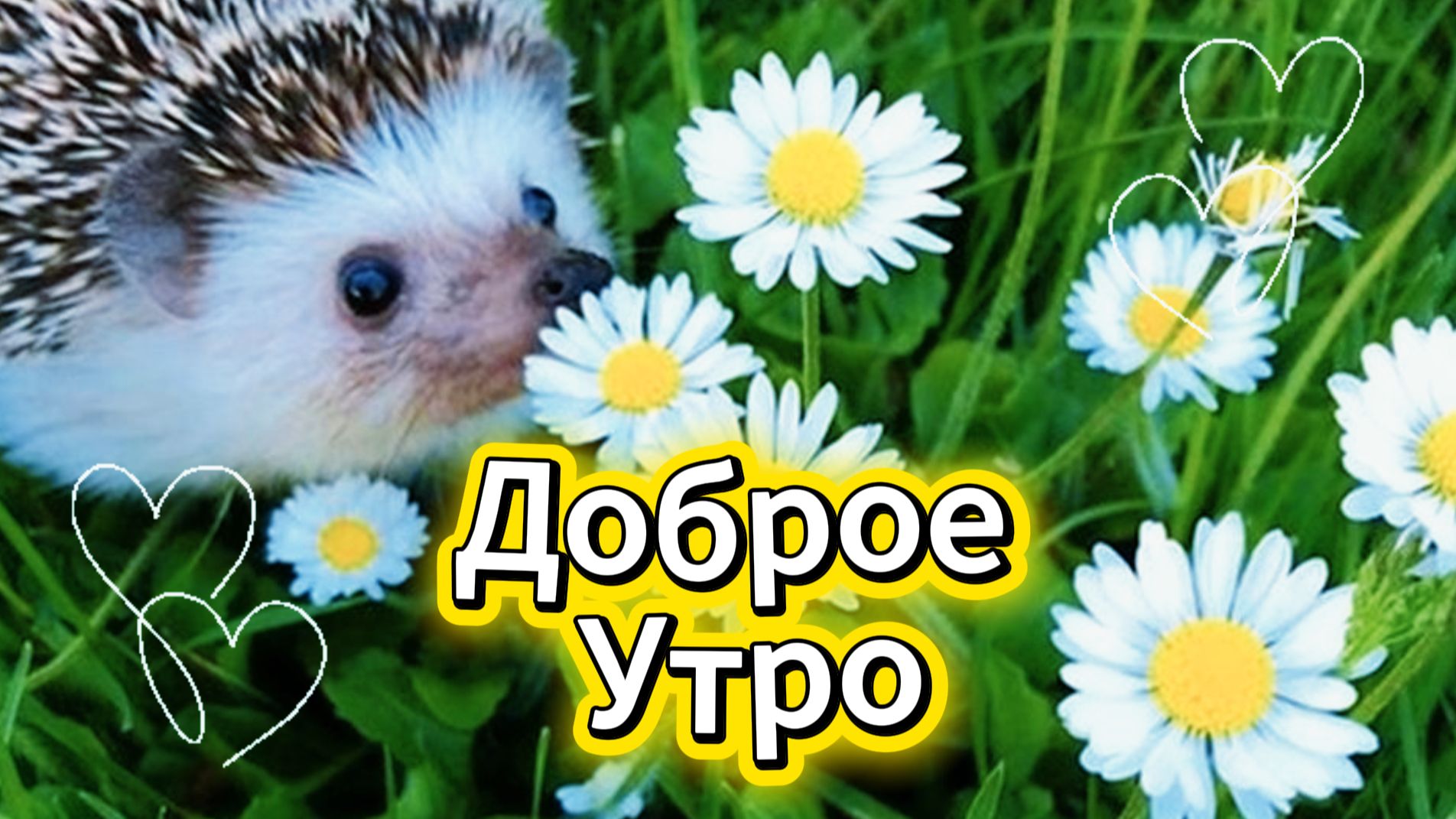 Пожелания с добрым утром — красивая музыкальная открытка для хорошего настроения и удачного дня ☀️