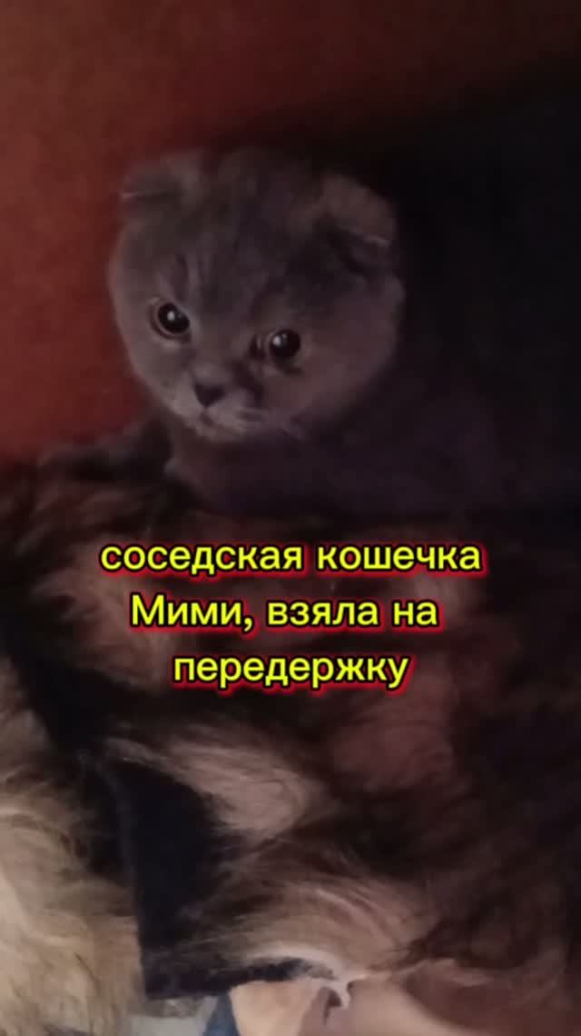 Соседская кошечка Мими.