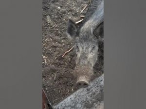 Дикие  Кабаны!