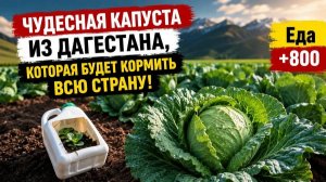 Капуста станет полезнее на 320%? Проверяем в Дагестане!