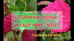 Малина, розы и ещё кое - что.