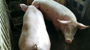 Прописка свиньи в общаке ✅