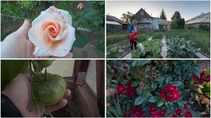 1 июля. Капустная моль, пробую рецепт. Помидоры открытого грунта