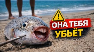 7 опасных рыб Средиземного моря, о которых должен знать каждый | Dangerous fish Mediterranean Sea