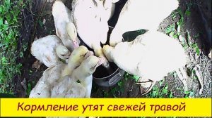Кормление утят свежей травой